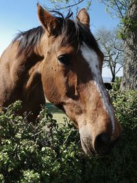 Close-up of a horse