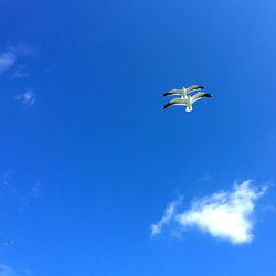 Low angle view of eagle flying against blue sky