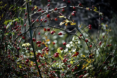 Close-up of fruits on tree