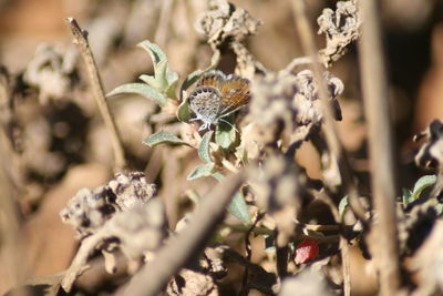 Close-up of bee on flower