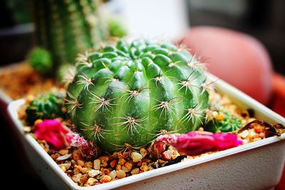 Close-up of potted cactus plant