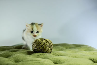 Portrait of kitten on bed