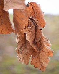 Close-up of dry leaf during autumn