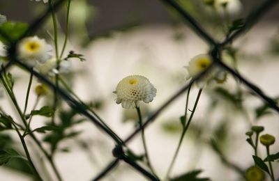 Close-up of yellow flowers blooming outdoors