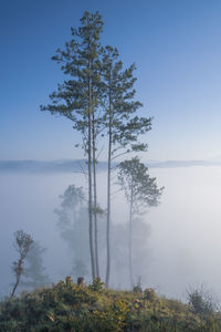 Tree by sea against sky