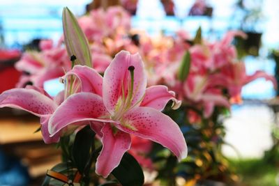 Close-up of pink day lily blooming outdoors