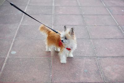 High angle view of dog on footpath
