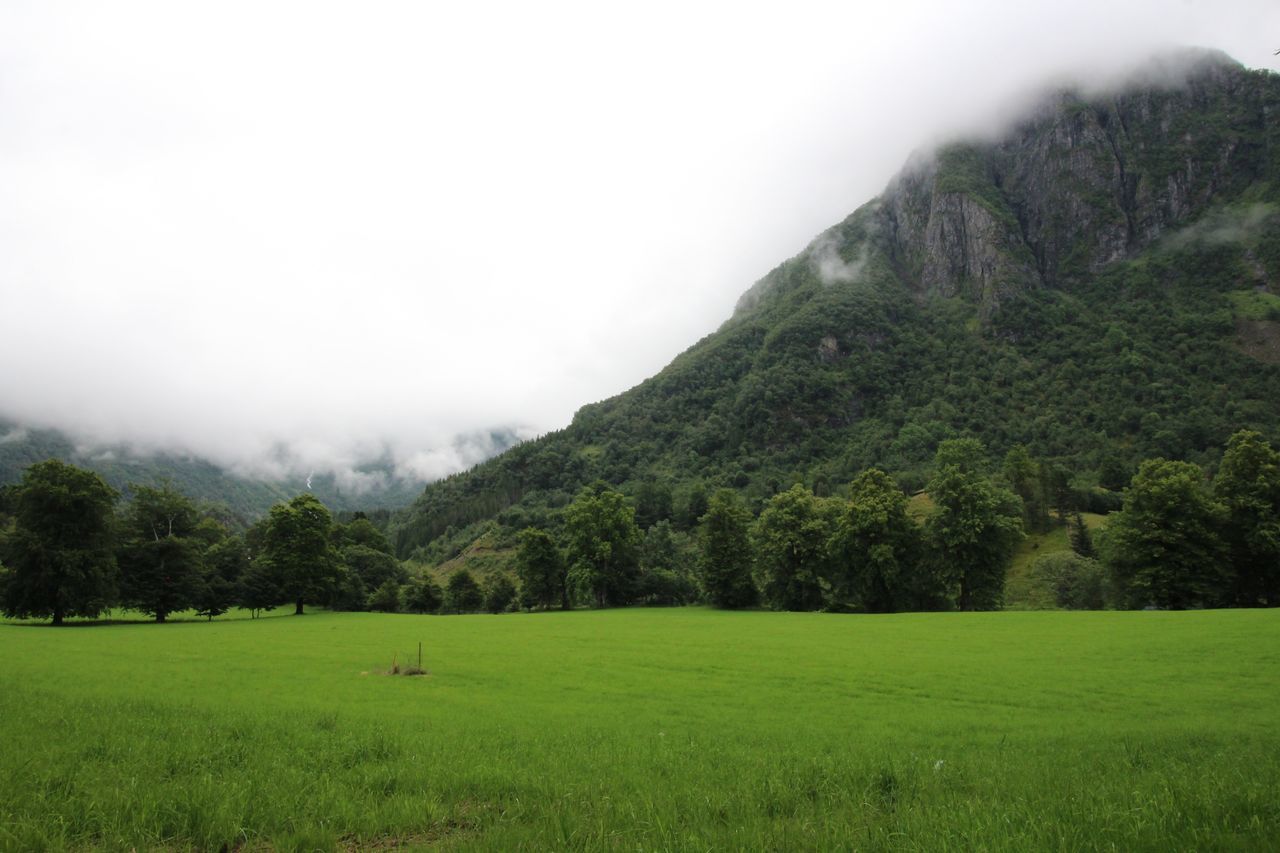 nature, tree, grass, field, landscape, green color, beauty in nature, tranquil scene, scenics, tranquility, mountain, green, agriculture, day, no people, lush foliage, idyllic, growth, outdoors, grazing, livestock, rural scene, sky, mountain range, clear sky, domestic animals, animal themes, mammal