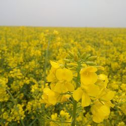 Close-up of fresh yellow flowers in field against clear sky