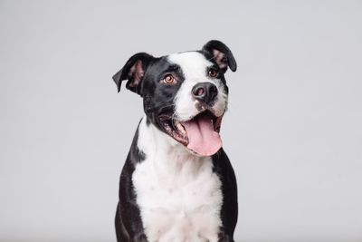 Close-up of dog sticking out tongue against white background