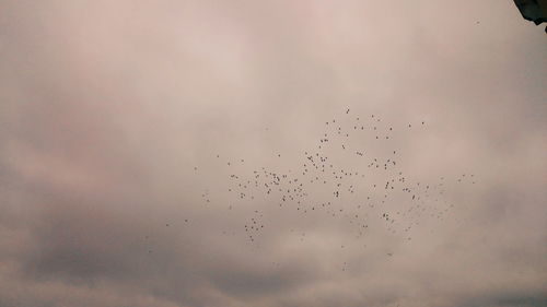 Low angle view of birds flying against sky