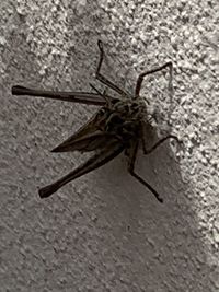 Close-up of insect on wall