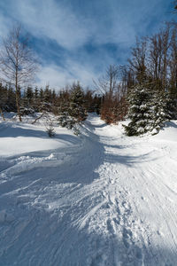 Bare trees on snow covered land against sky