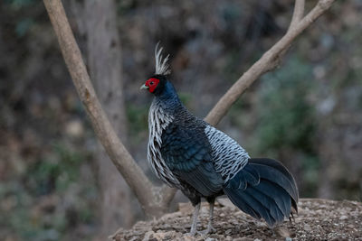 Close-up of bird perching on rock