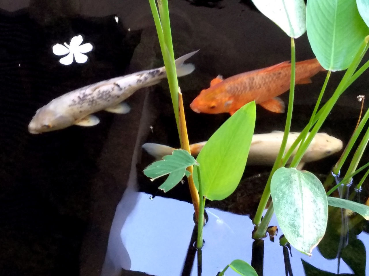 CLOSE-UP OF FLOWERING PLANTS BY WATER IN CONTAINER