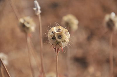 Close-up of dry dandelion on field
