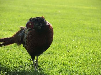 Bird on grassy field