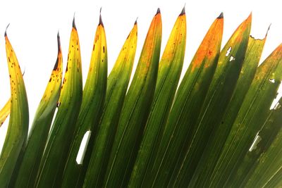 Close-up of fresh green plant against sky