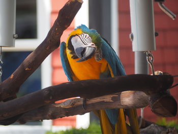 Close-up of gold and blue macaw perching on branch