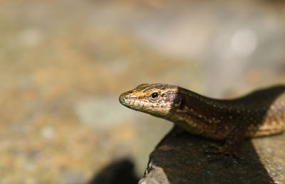 Close-up of lizard