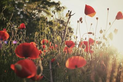 Close-up of red poppy blooming in field