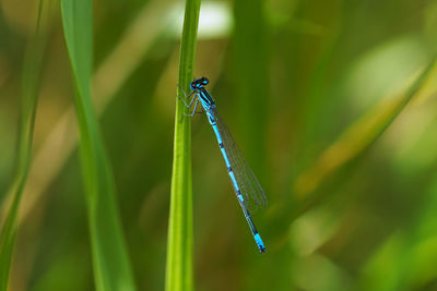 Close-up of insect on grass