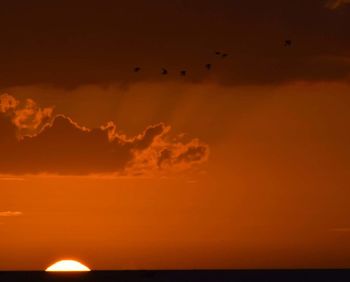 Silhouette of bird flying over sea