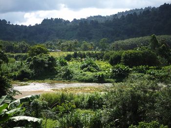 Scenic view of lake in forest against sky