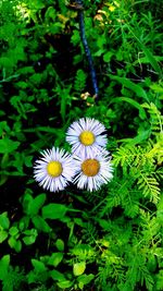 Close-up of white daisy flowers