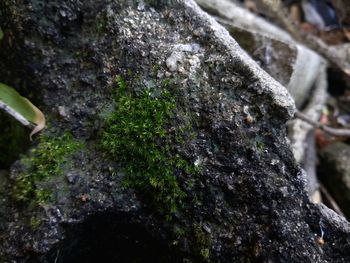 Close-up of moss growing on tree trunk