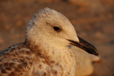 Close-up of seagull