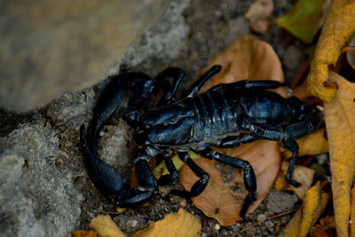 Close-up of insect on rock