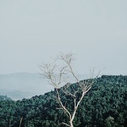 Bare trees on mountain