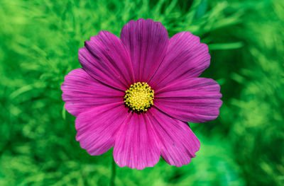 Close-up of pink flower