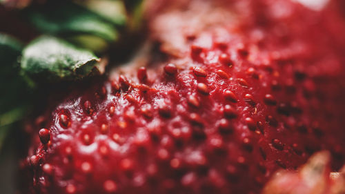 Macro shot of red berries