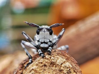 Close-up of insect on wood