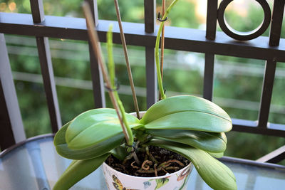 Close-up of plant