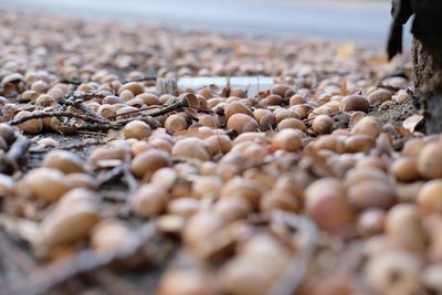 Close-up of shells on beach