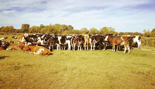 Cows in field