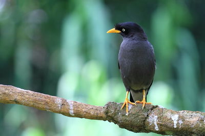 Close-up of bird perching on branch