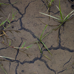 High angle view of plant growing on field