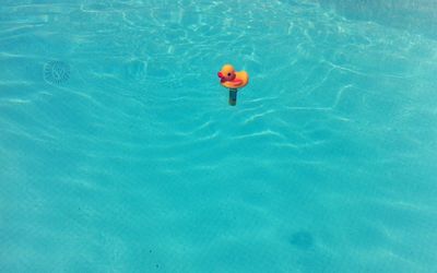 High angle view of rubber duck in swimming pool