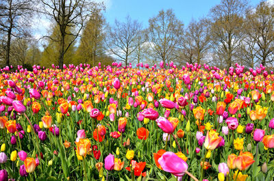 Pink tulips in park
