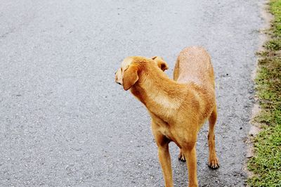 High angle view of dog standing on road