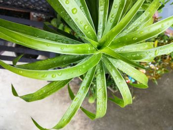 High angle view of raindrops on leaves