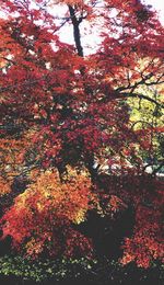 Low angle view of trees against sky