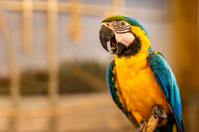 Close-up of a parrot