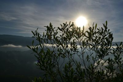 Plants against sky during sunset