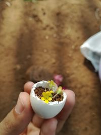 Cropped hand of person holding flowers in eggshell