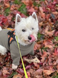 West highland terrier licking nose in autumn 